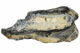 Mammoth Molar Slice With Case - South Carolina #130686-1